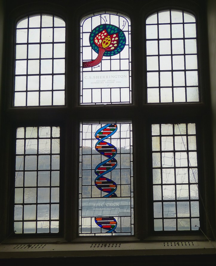 Pic 7. The Hall’s stained glass windows celebrate many distinguished members of Caius College. This window honours PhD student and honorary fellow, Francis Crick, co-discoverer of the structure of the DNA molecule, and also Charles Sherrington, student and fellow who received the Nobel Prize for his work on neurones. Between 1932 and 2013, Caius produced thirteen Nobel Prize laureates.
