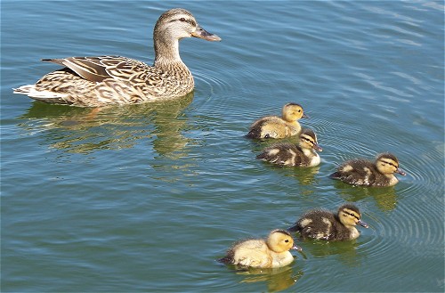 ducks-duckling