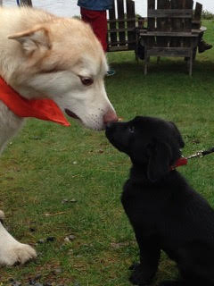 Here’s Nany’s pup Hank with Gunner, the Malamute, at the Head of the Hosmer Regatta. Hank didn’t hurt him!