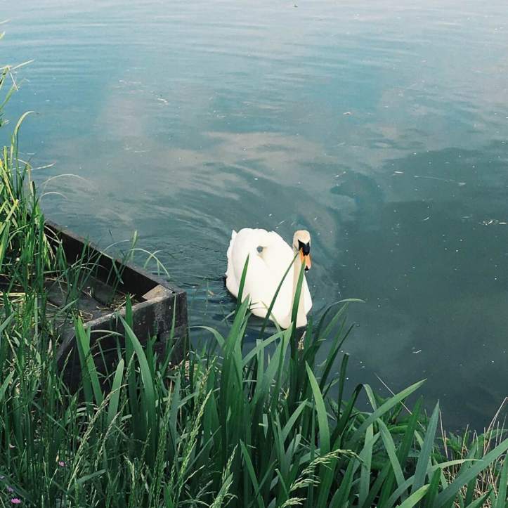 Picture Eight: Swanald himself. Despite his aggressiveness over the nest, he seems totally uninterested in his newly-hatched offspring, who, when I took this photo, were several hundred metres downstream with Mrs Swanald Drumpf, harassing some ducklings. Photo: CL.