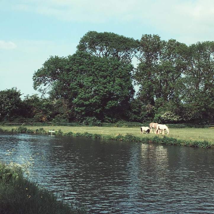 Picture One: This idyllic portrait of the English countryside is the field on First Post Corner. Come bumps the equines will all be temporarily relocated so spectator tents can be set up. Photo: CL.