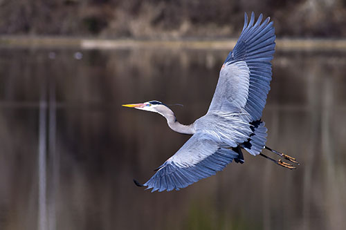 great_blue_heron