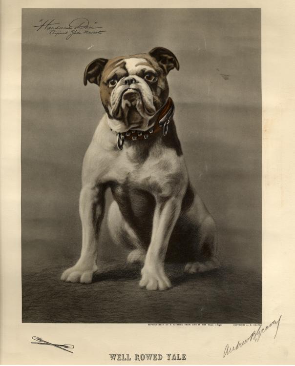 The original Yale Bulldog mascot, Handsome Dan I, c.1890.