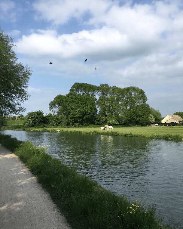 First Post Corner; the horses will be moved this week to allow spectators to view from the field