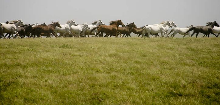 Horses in gallop
