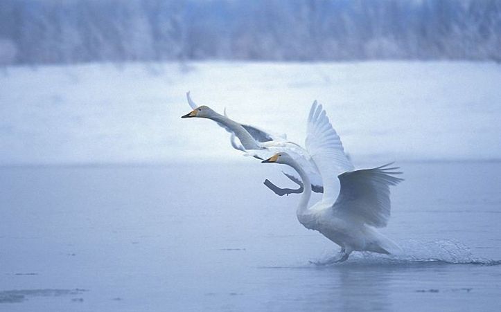 2swans