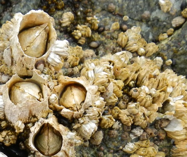 barnacles