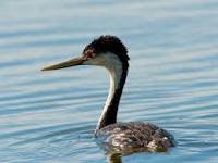 grebe