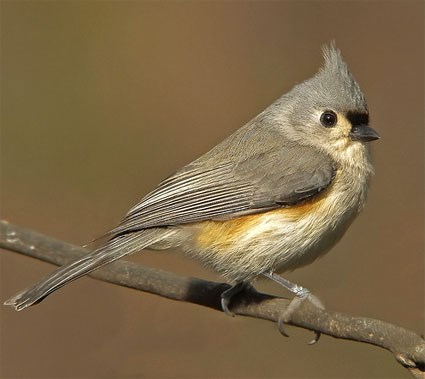 tufted_titmouse_1